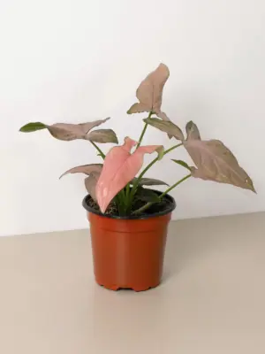 Syngonium 'Pink Splash' houseplant