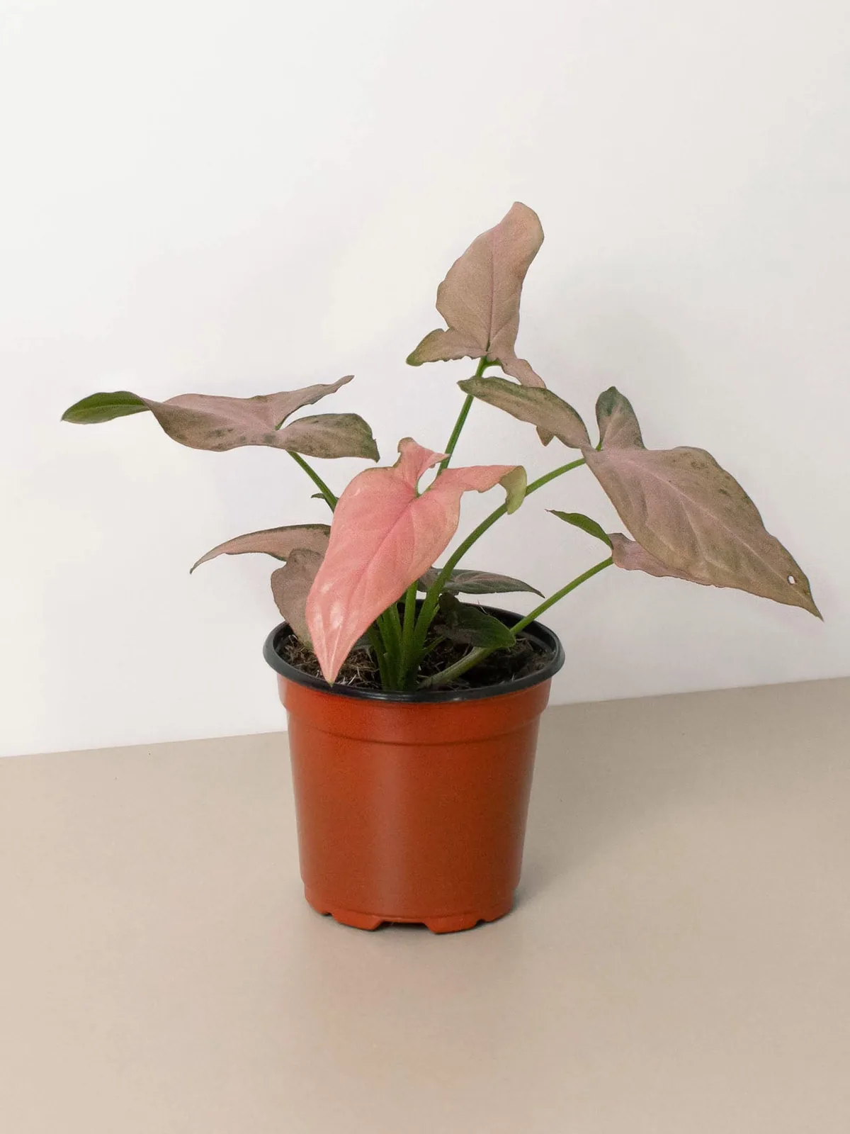 Syngonium 