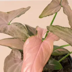 Syngonium 'Pink Splash' — additional view