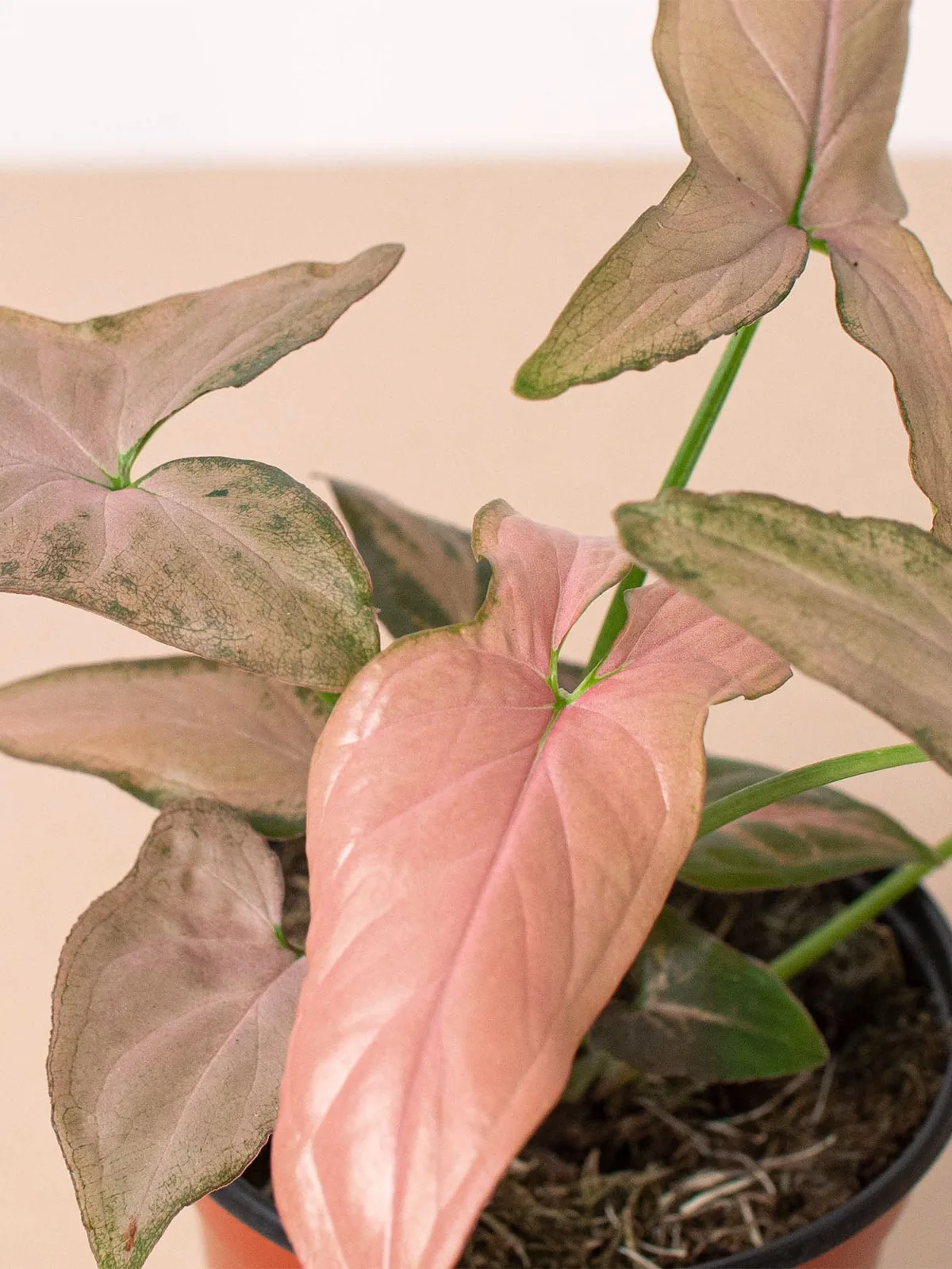Syngonium 