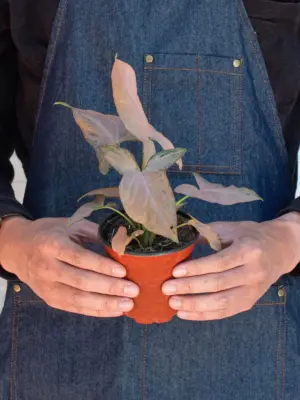 Syngonium 'Pink Splash' — additional view