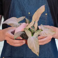 Syngonium 'Pink Splash' — additional view