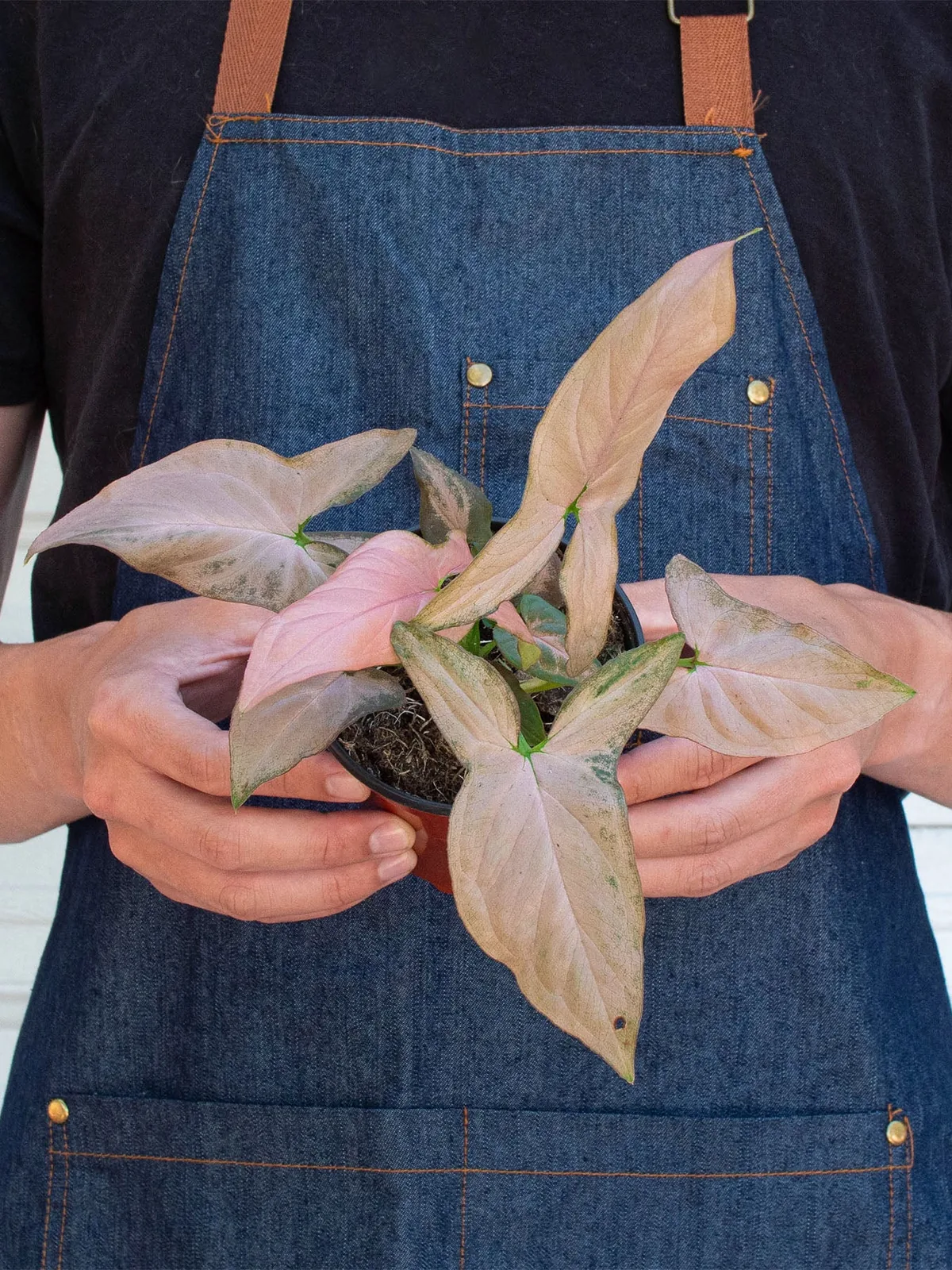 Syngonium 