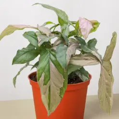 Syngonium 'Pink Splash' — additional view