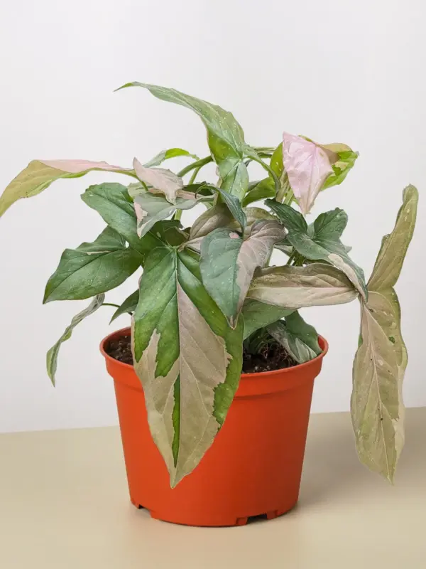 Syngonium 'Pink Splash' — additional view