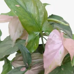 Syngonium 'Pink Splash' — additional view