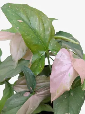 Syngonium 'Pink Splash' — additional view