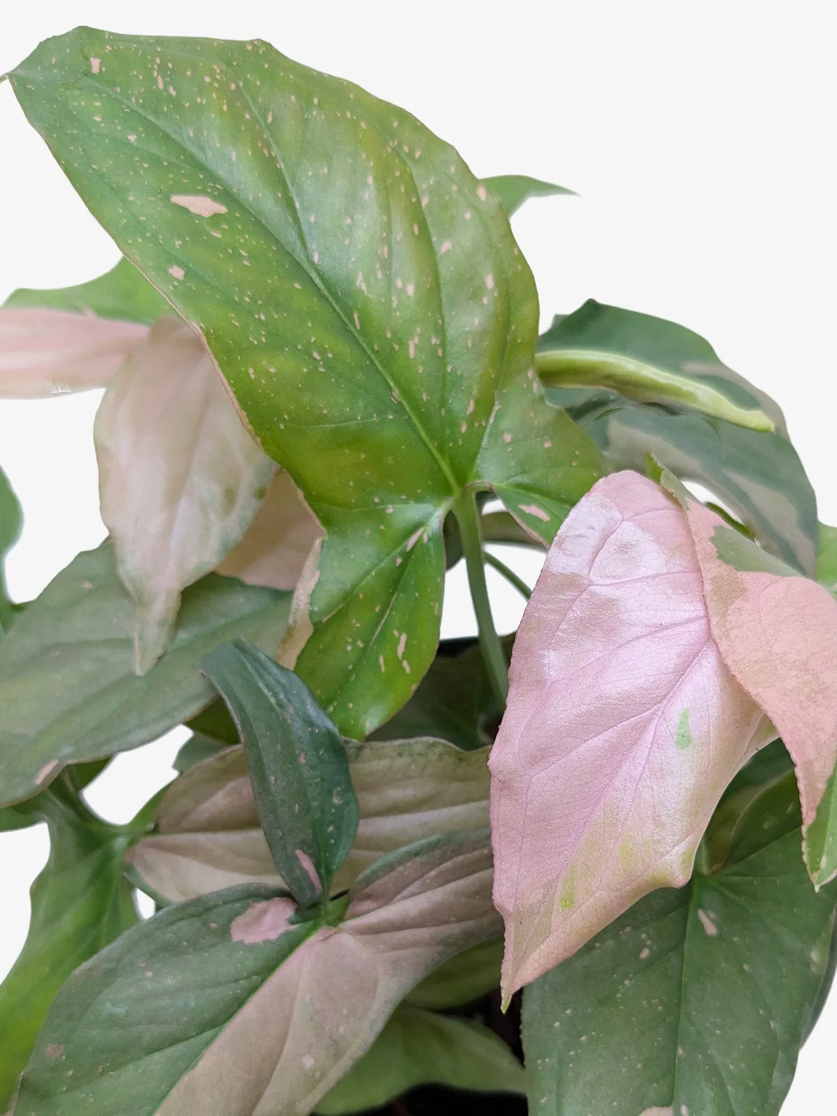 Syngonium 