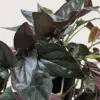 Syngonium 'Red Arrow' houseplant