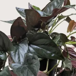 Syngonium 'Red Arrow' houseplant