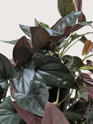 Syngonium 'Red Arrow' houseplant