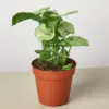 Syngonium 'Roxanna' houseplant