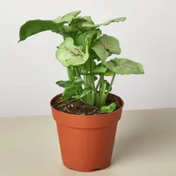Syngonium 'Roxanna' houseplant