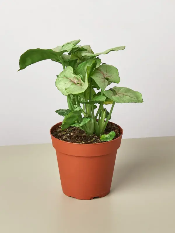 Syngonium 'Roxanna' houseplant