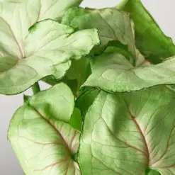 Syngonium 'Roxanna' — leaf detail close-up