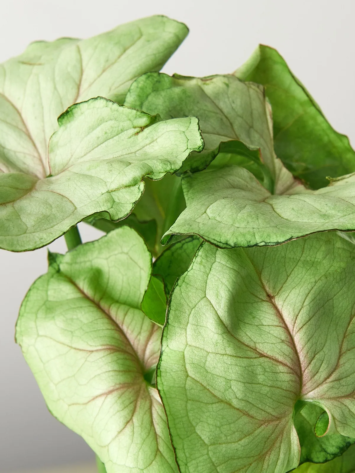 Syngonium 