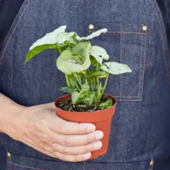 Syngonium 'Roxanna' — held in hand for size reference