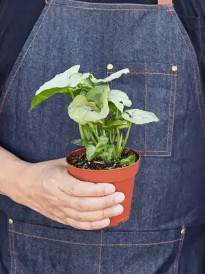 Syngonium 'Roxanna' — held in hand for size reference