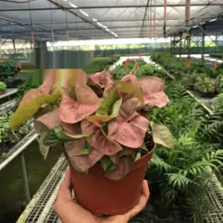 Syngonium 'Strawberry' houseplant