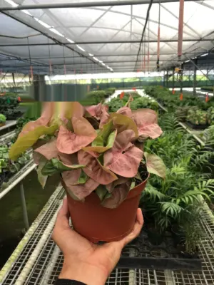 Syngonium 'Strawberry' houseplant