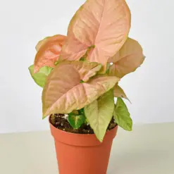 Syngonium 'Strawberry' — additional view