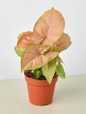 Syngonium 'Strawberry' — additional view