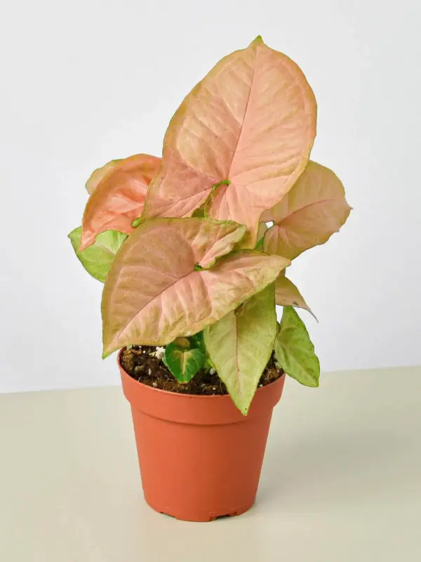 Syngonium 'Strawberry' — additional view