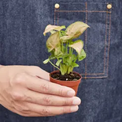 Syngonium 'Strawberry' — held in hand for size reference