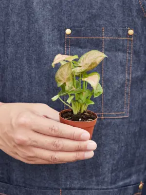 Syngonium 'Strawberry' — held in hand for size reference