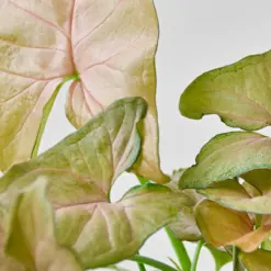 Syngonium 'Strawberry' — additional view