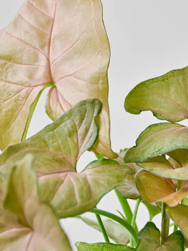 Syngonium 'Strawberry' — additional view