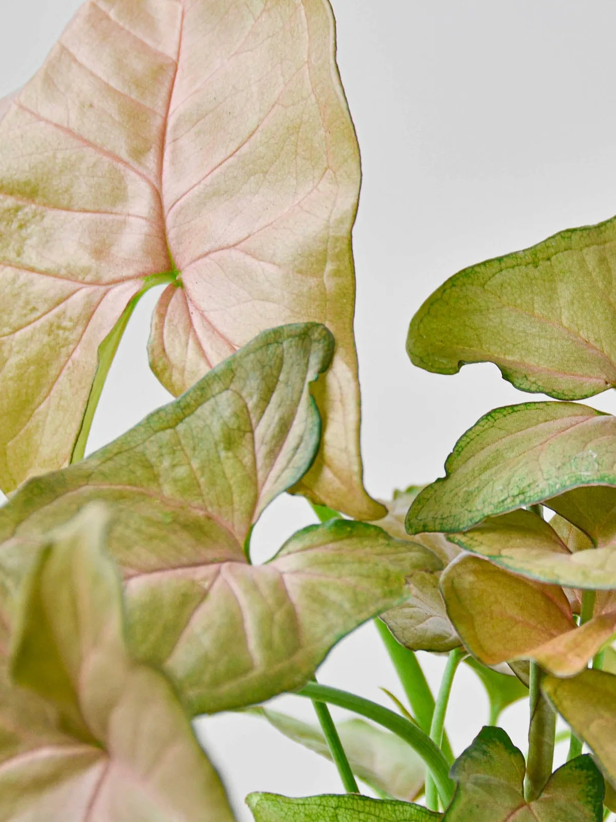 Syngonium 