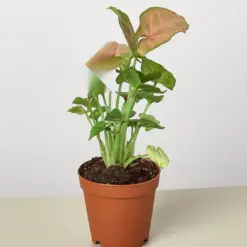 Syngonium 'Strawberry' — additional view