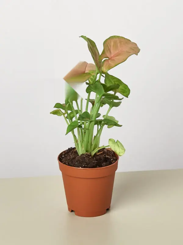 Syngonium 'Strawberry' — additional view