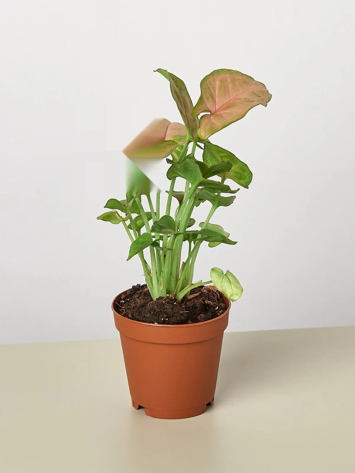 Syngonium 