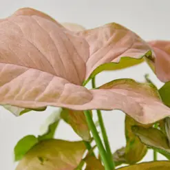 Syngonium 'Strawberry' — additional view