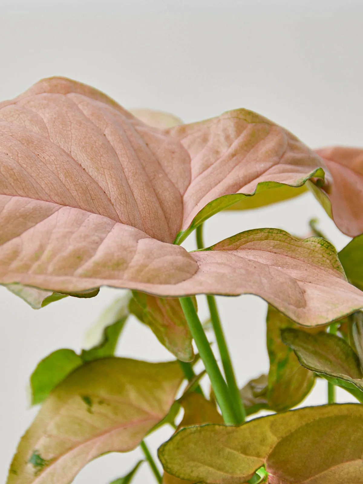 Syngonium 