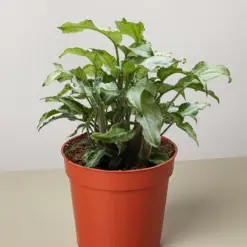 Syngonium 'Three Kings' houseplant