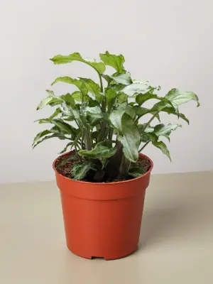 Syngonium 'Three Kings' houseplant