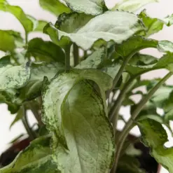 Syngonium 'Three Kings' — additional view