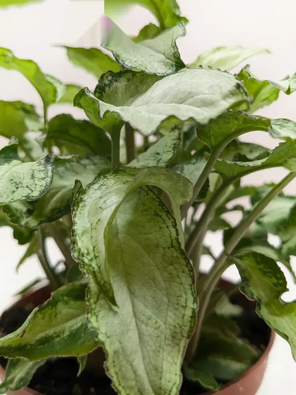Syngonium 'Three Kings' — additional view