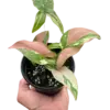 Syngonium 'Tricolor' houseplant