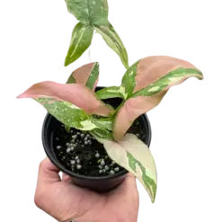 Syngonium 'Tricolor' houseplant