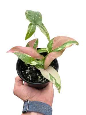 Syngonium 'Tricolor' houseplant