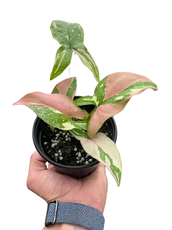 Syngonium 'Tricolor' houseplant