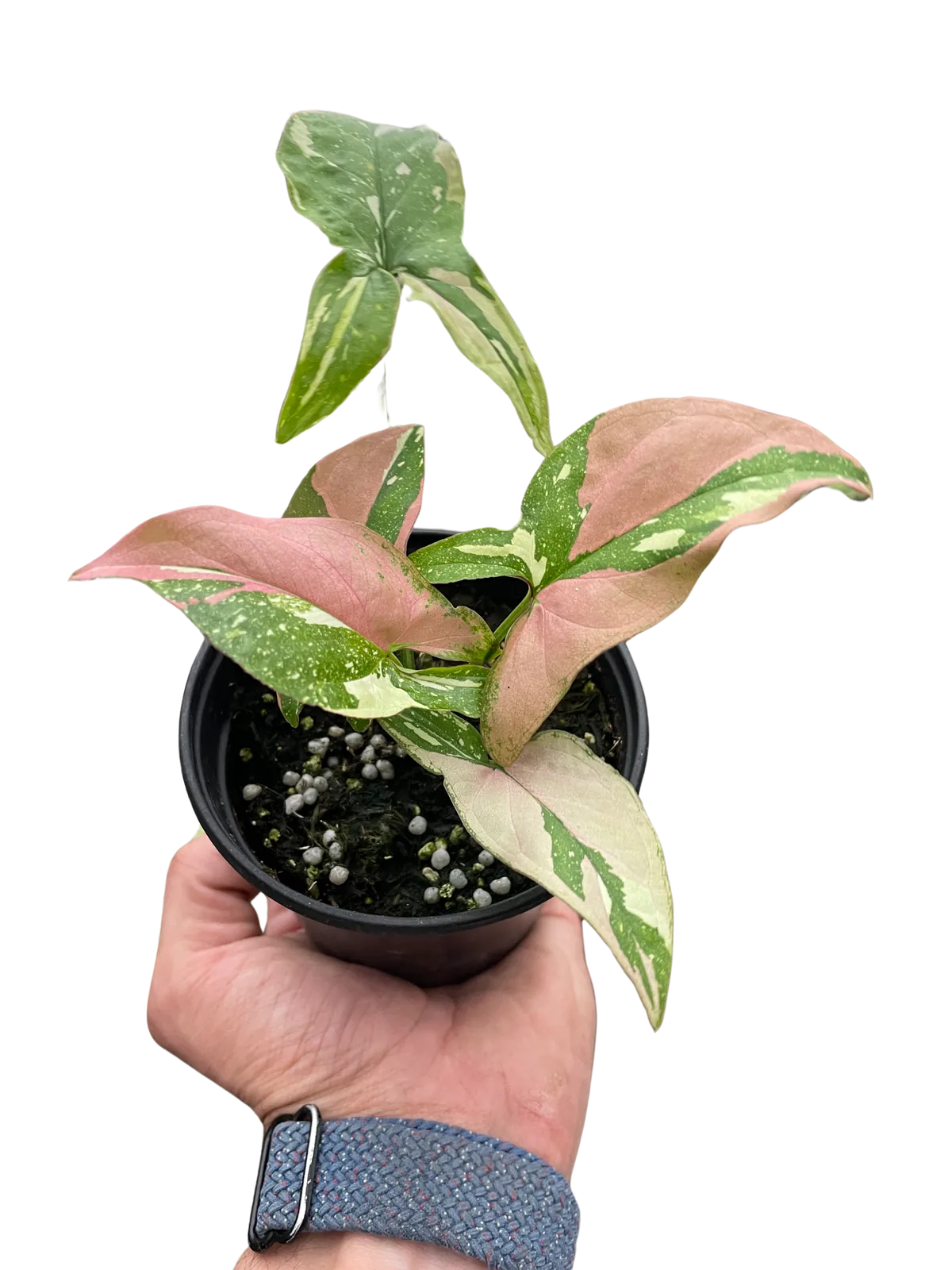 Syngonium 