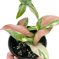 Syngonium 'Tricolor' — square crop