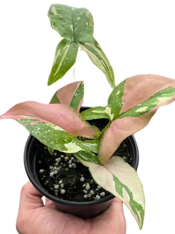 Syngonium 'Tricolor' — square crop