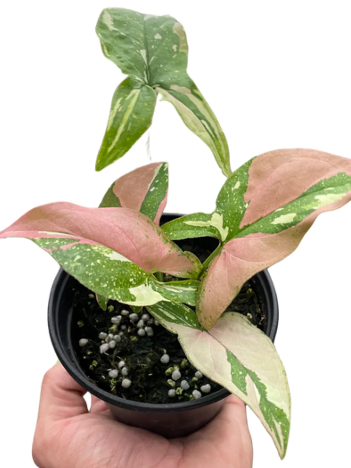 Syngonium 