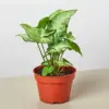 Syngonium 'White Butterfly' houseplant